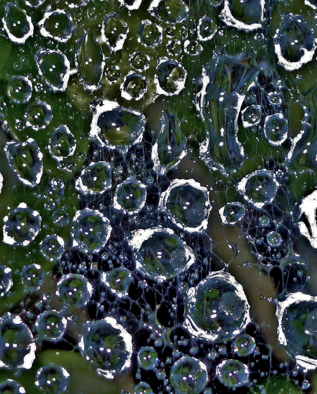 Rain soaked web
