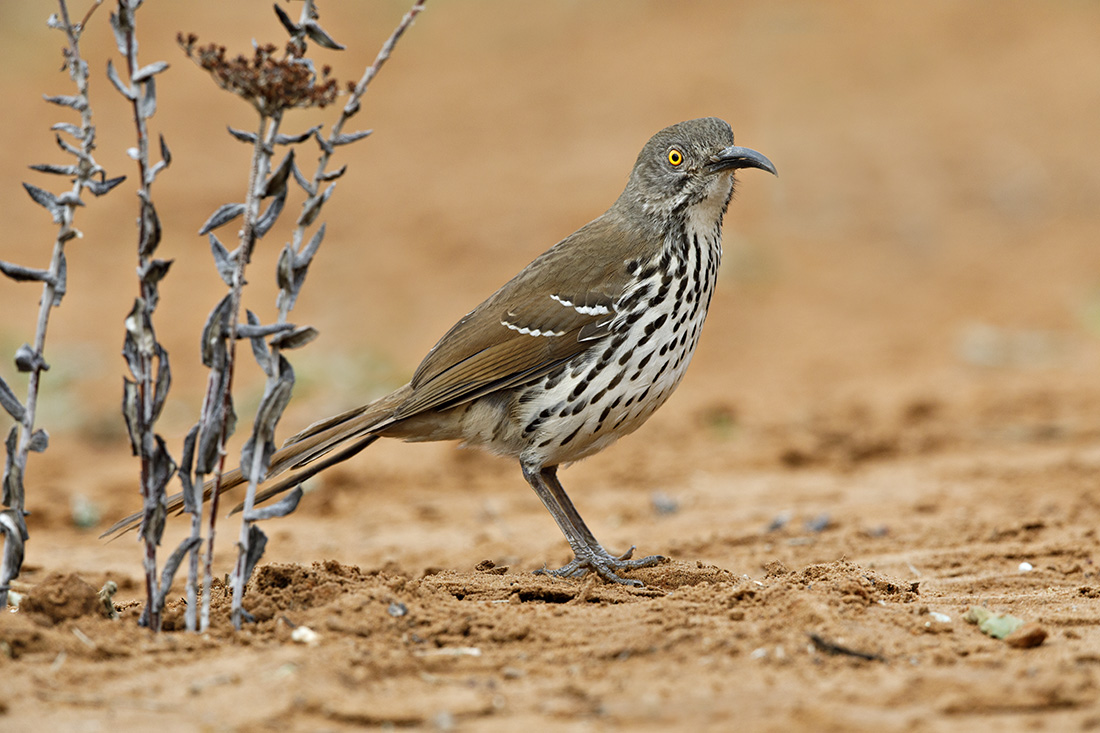 Long-billed Thrasher