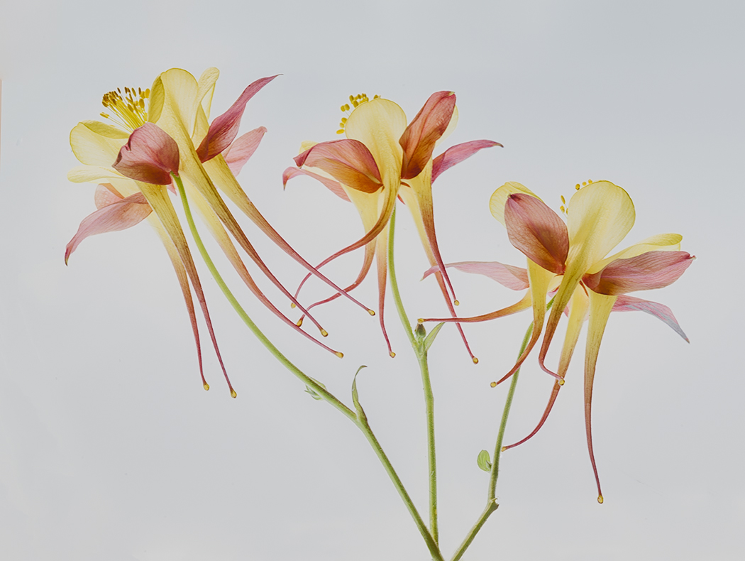 Flowers in flight