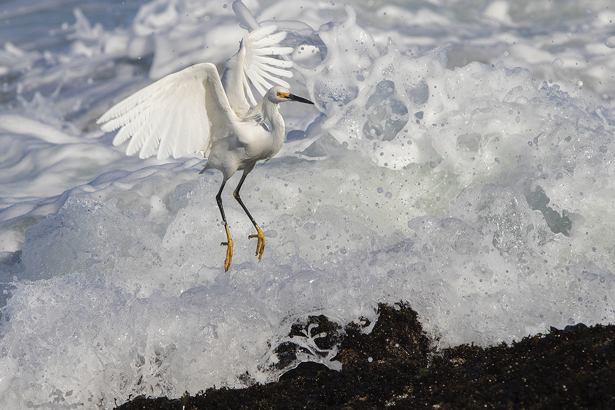 Big Wave