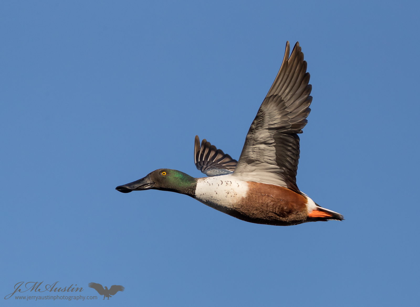 Shoveler Flight