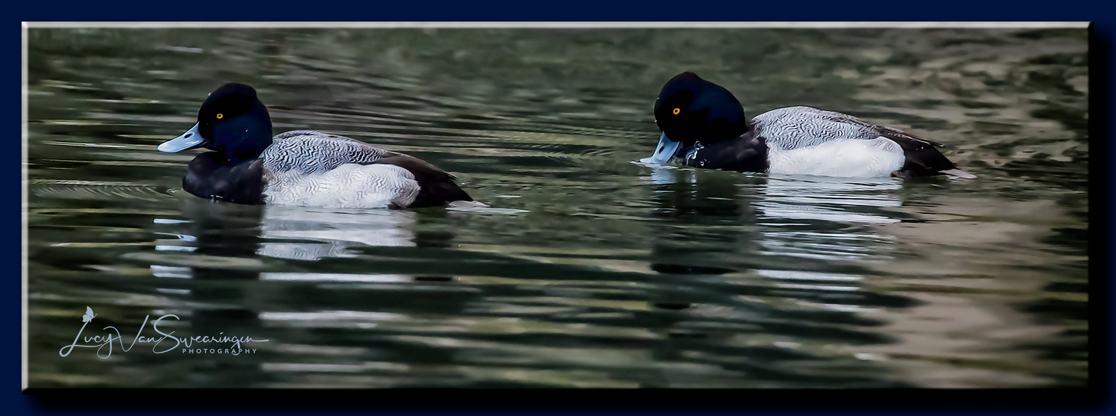 Lesser Scaups W/ REPOST