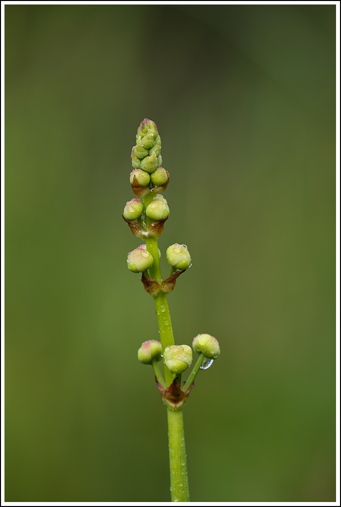 Budding Arrowhead