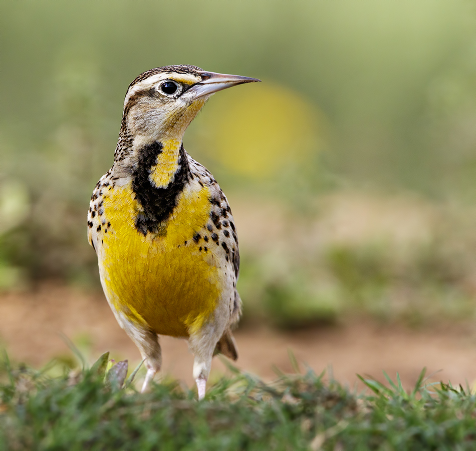 Eastern Meadowlark