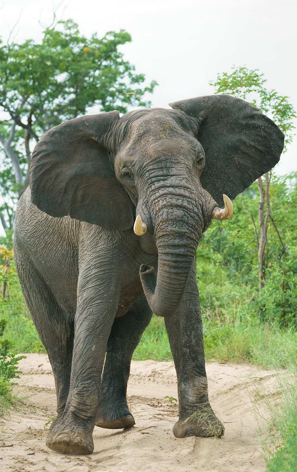 Musth Elephant