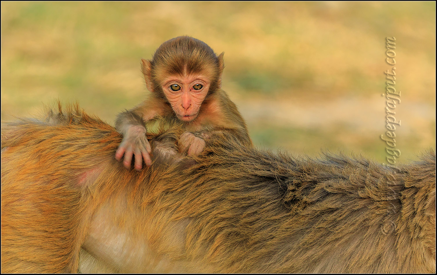 Rhesus Monkey