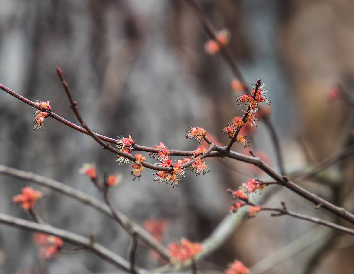 Spring is coming.