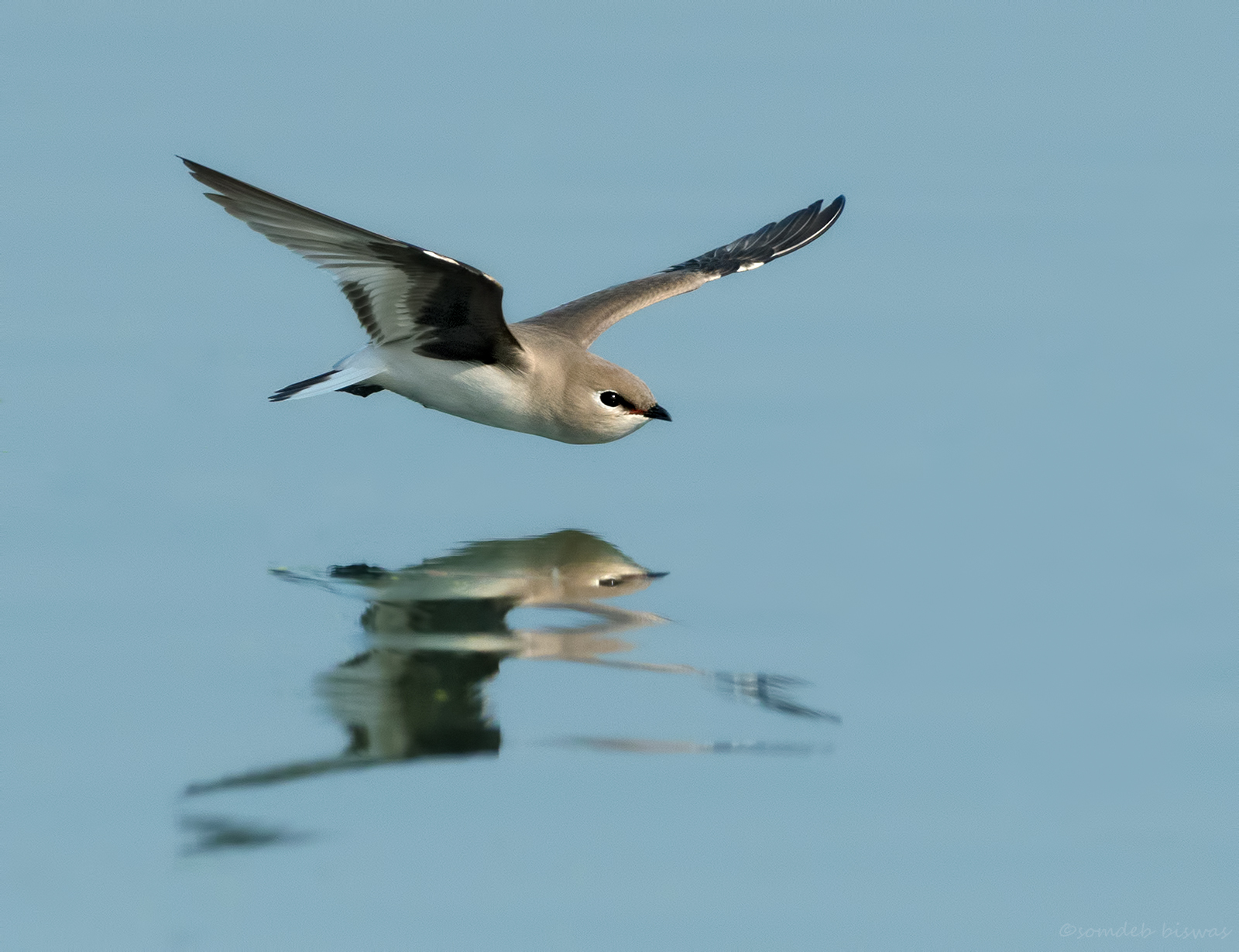 Small Pratincole flight