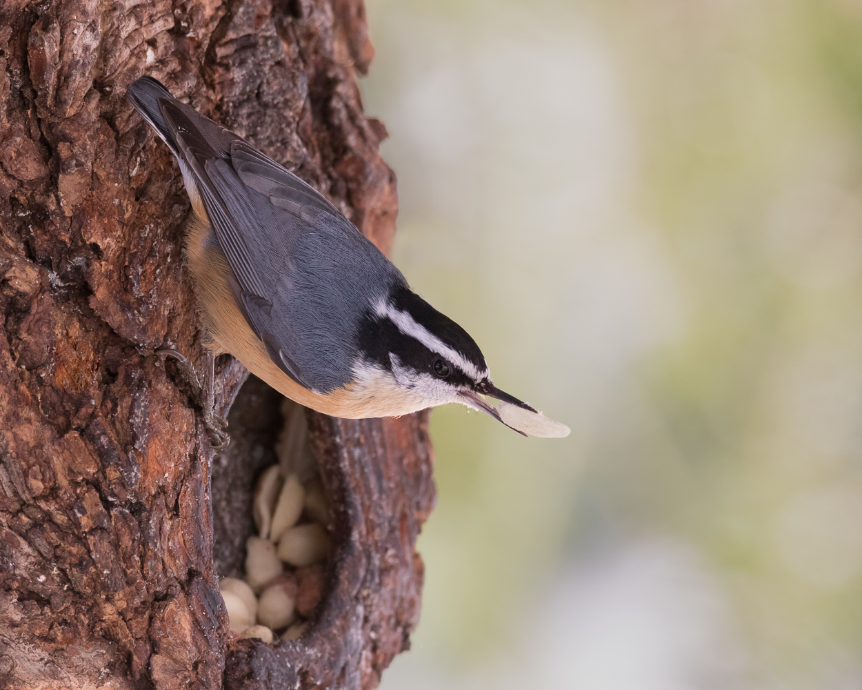 Feeder Bird