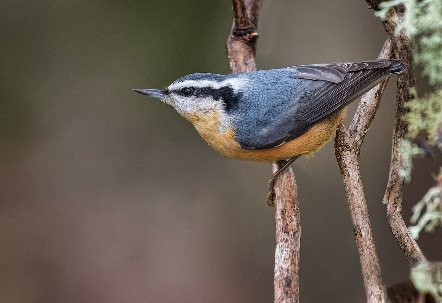 Red Breasted Nuthatch