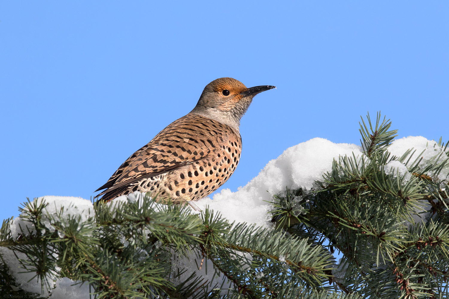 Northern Flicker (f)