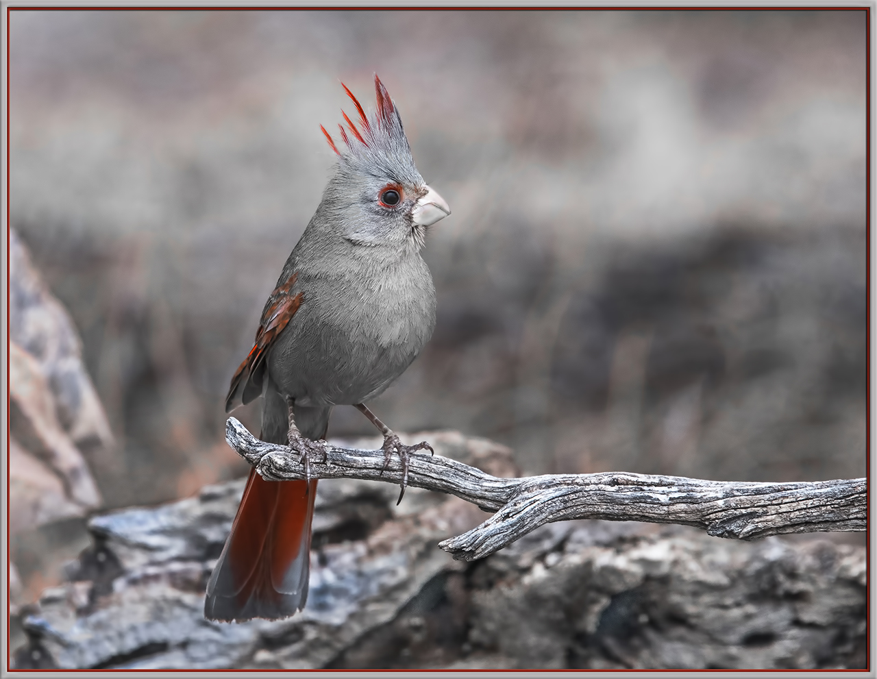 Pyrrhuloxia, Female