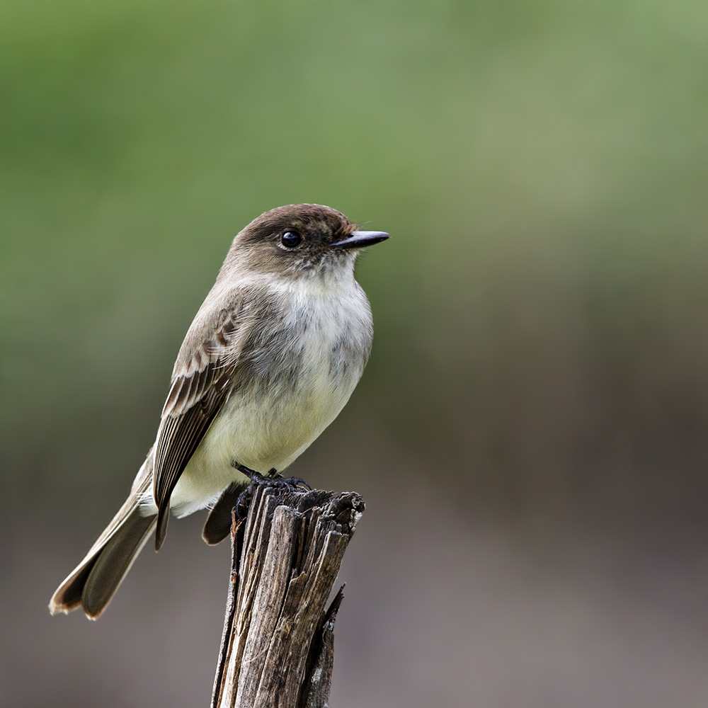 Eastern Phoebe