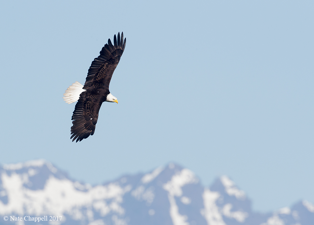 Eagle with Olympic Mts. 