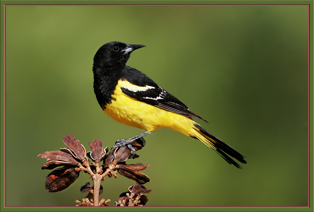 Scott's Oriole (Male)