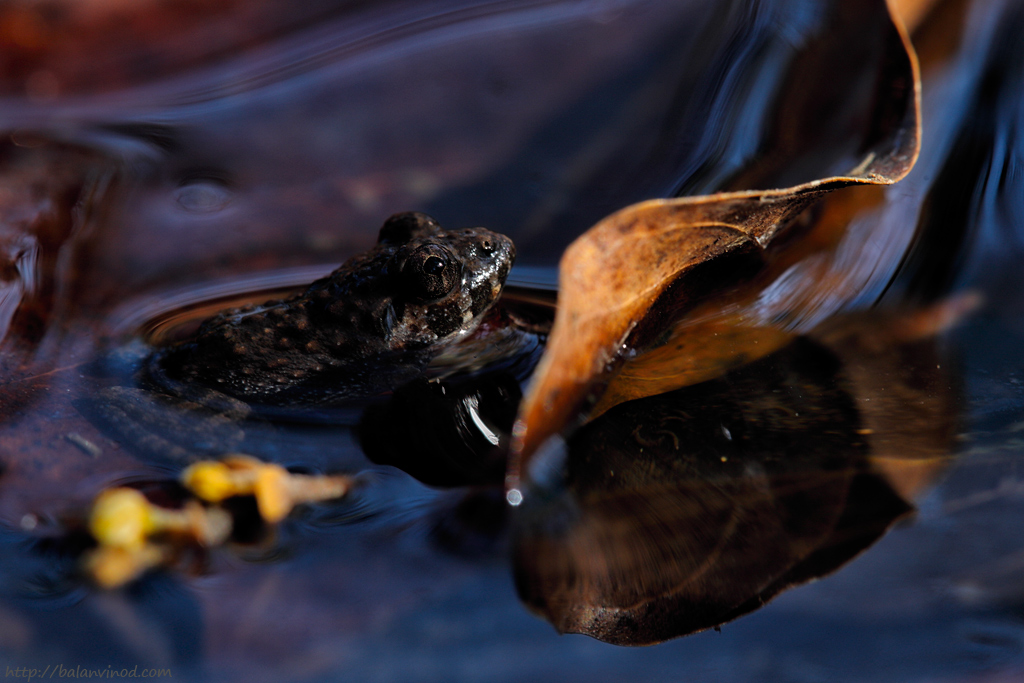 Froggy