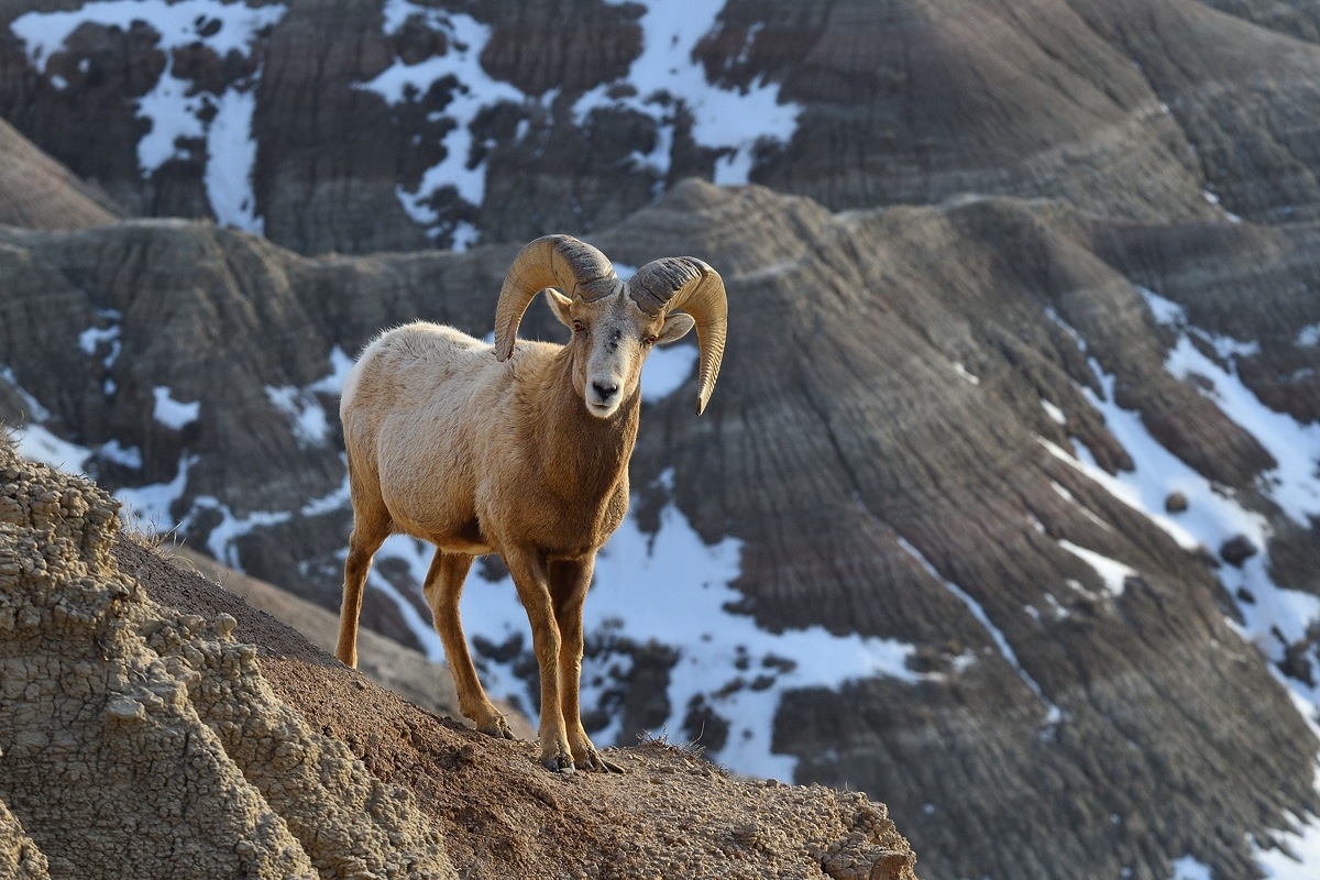 Badlands Bighorn