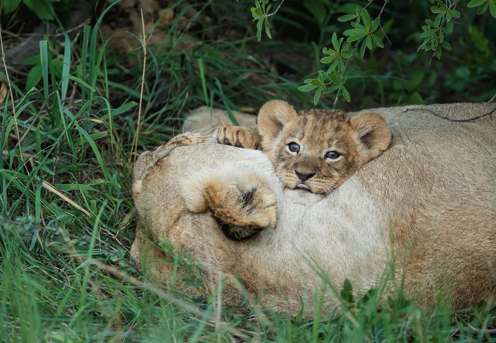 A Pillow Substitute