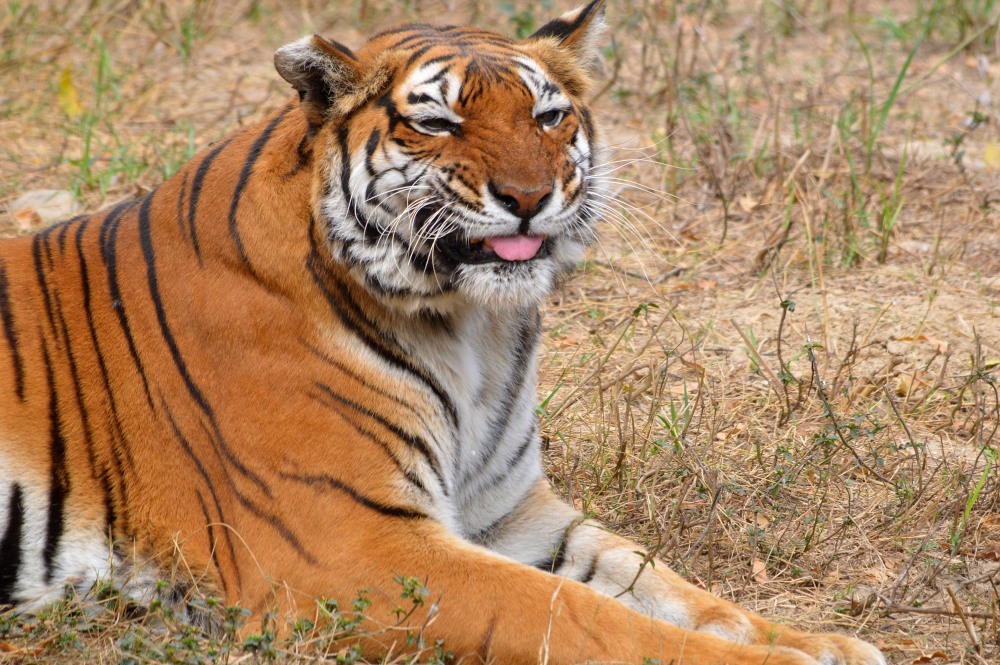 Playful Beast...