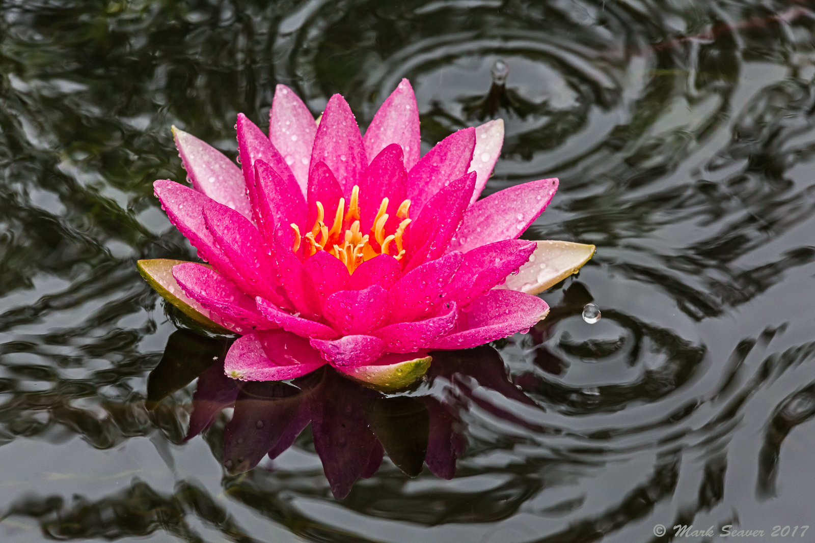 Rainy day Water Lily