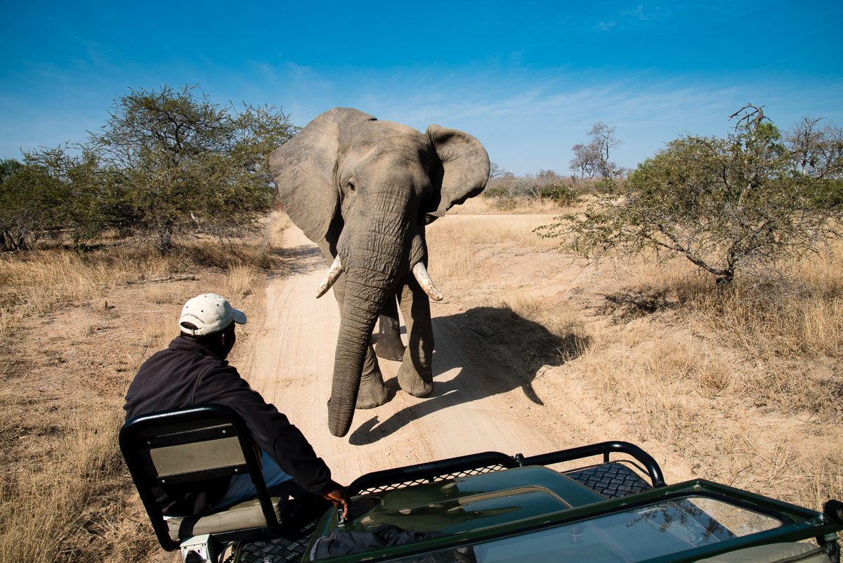 Elephant Roadblock