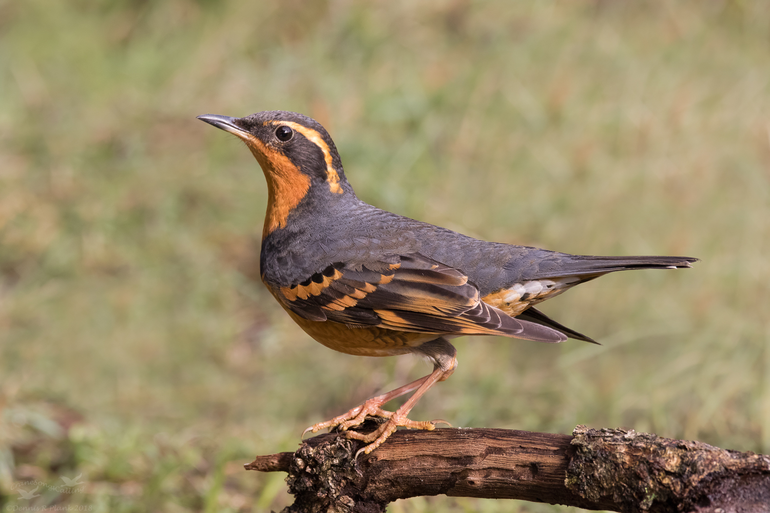 Varied Thrush (M)