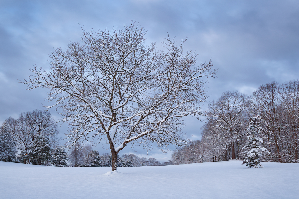 Fresh Snow