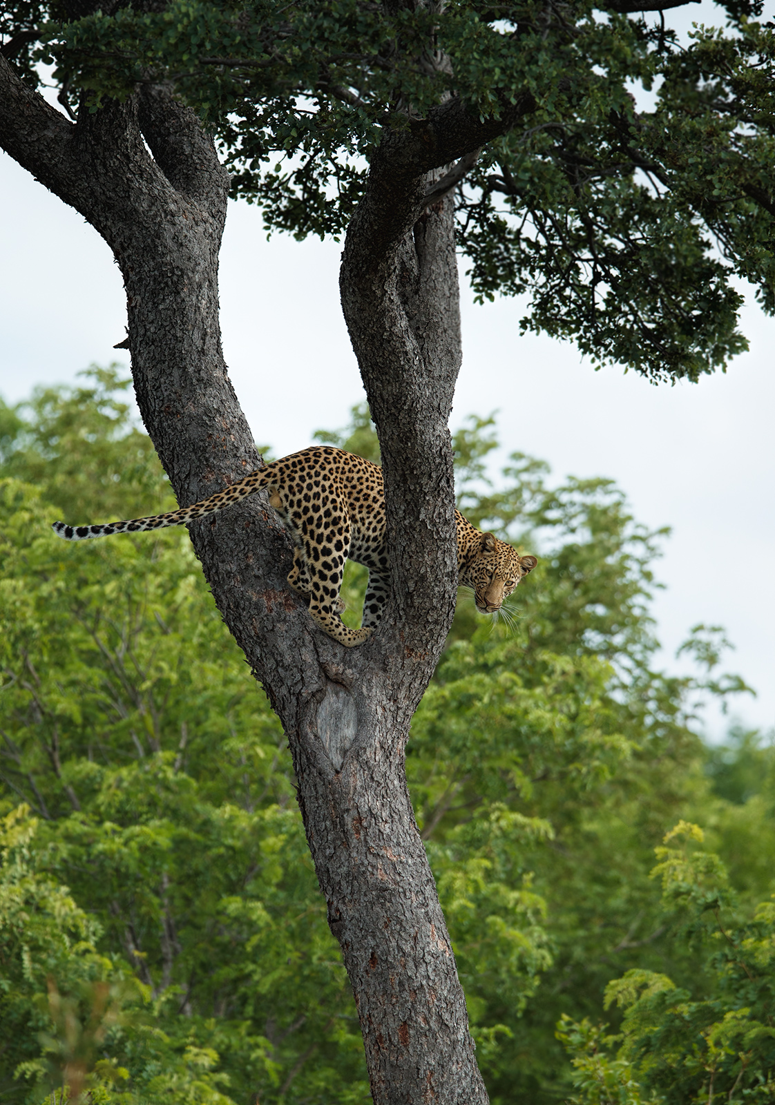 Leopard in a Tree
