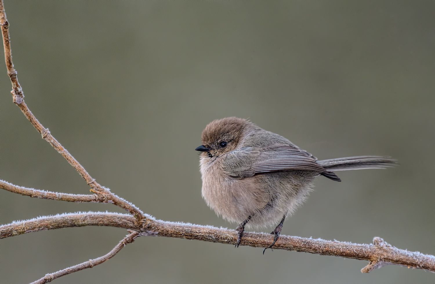Frosty Bush Tit