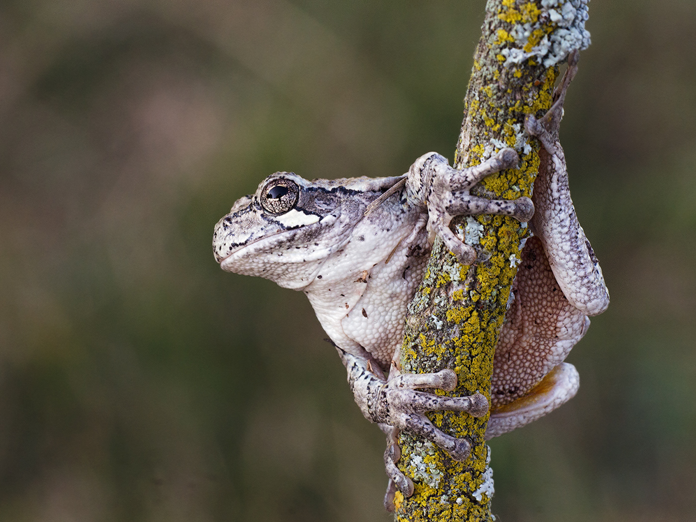 Gray Tree Frog
