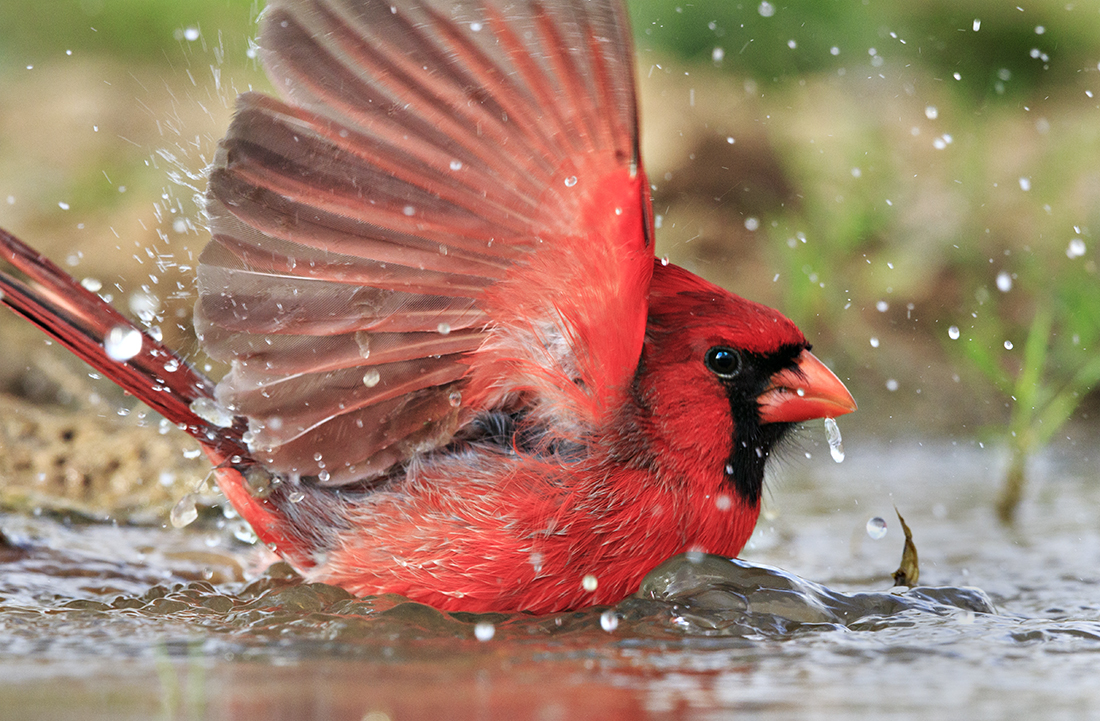 Bathing Beauty