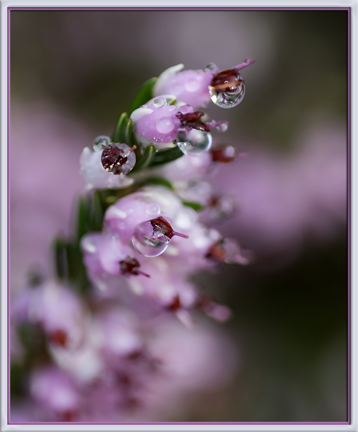 WC #828 - Water Drops