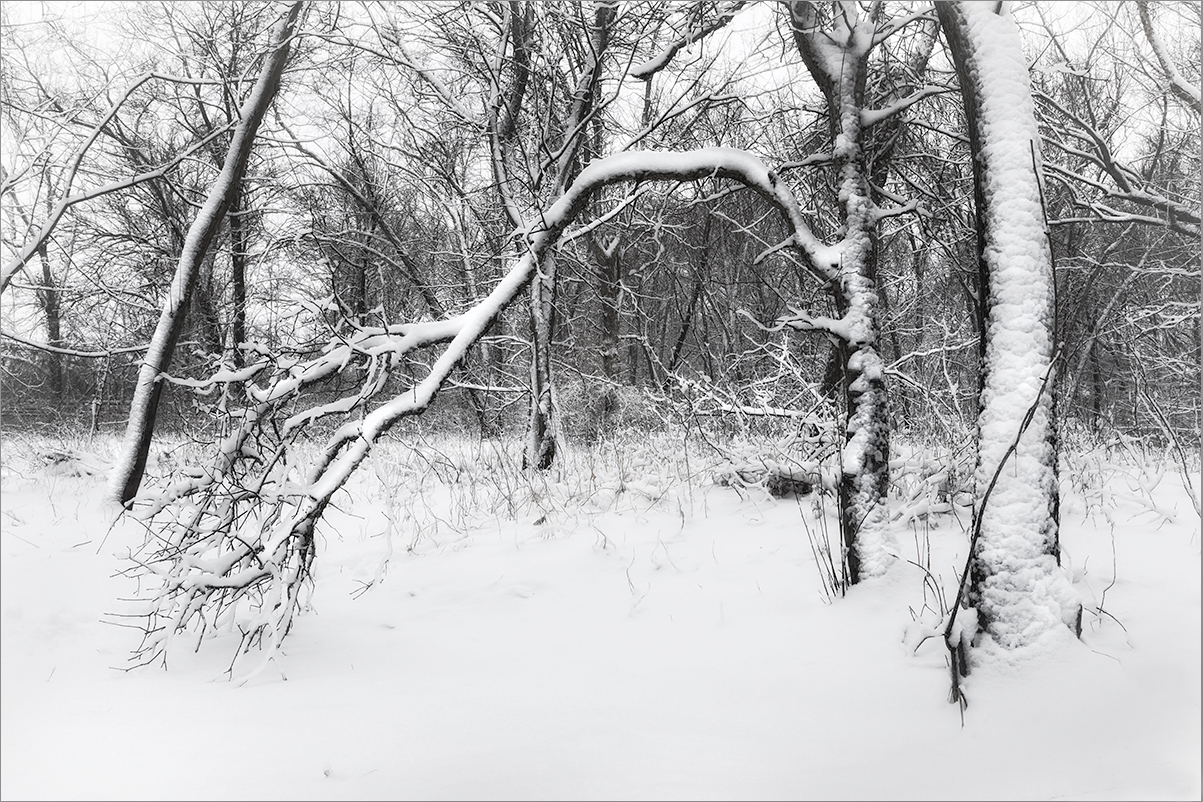 New Snow Old tree