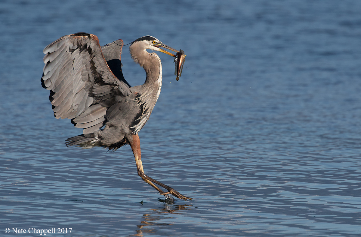Great Blue Heron 