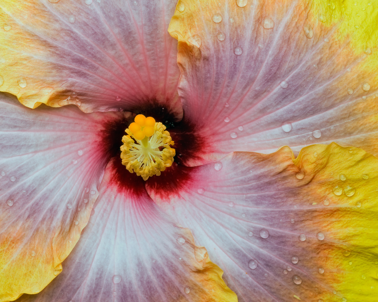 WC # 828 Waterdrops3