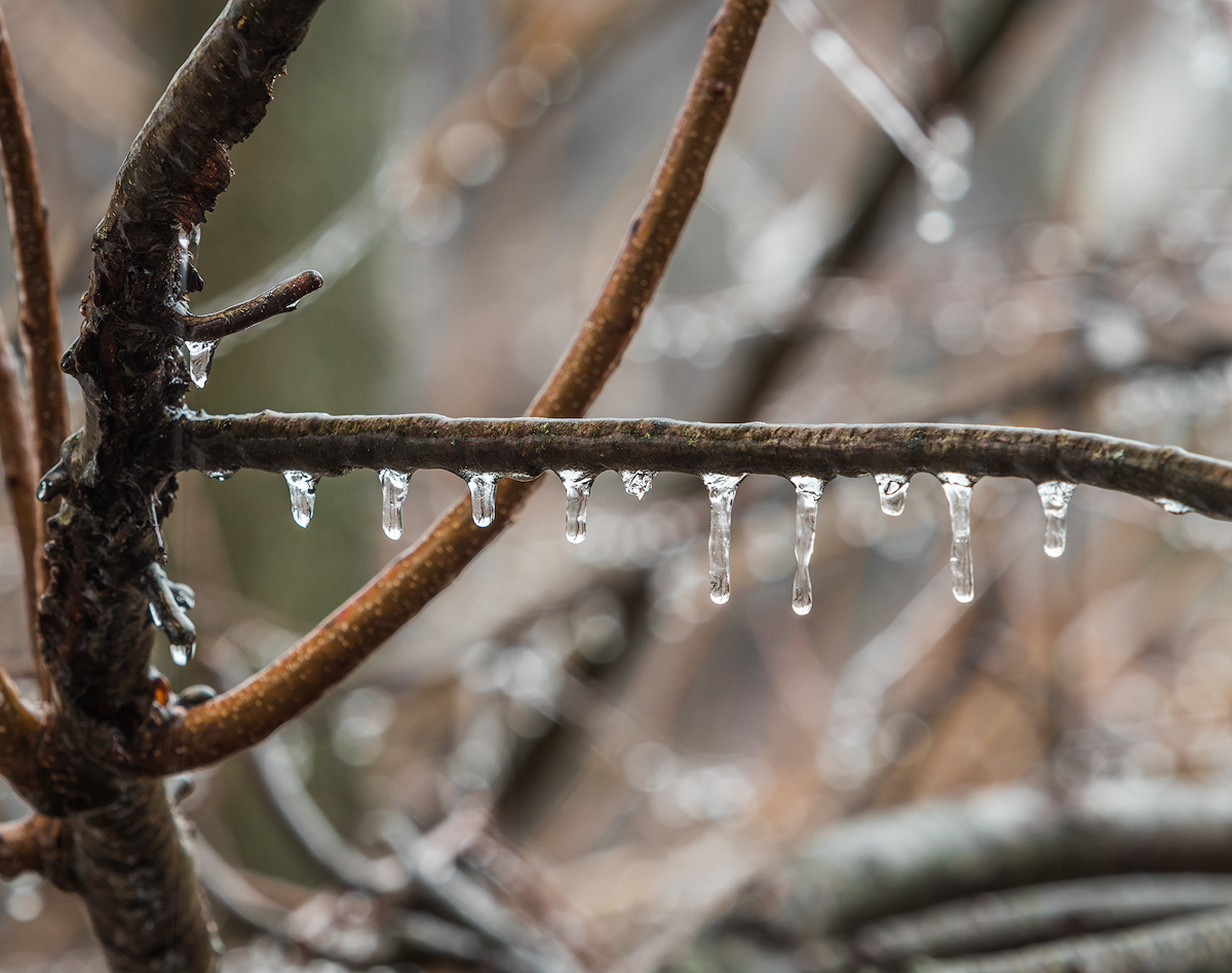 Can they be frozen?