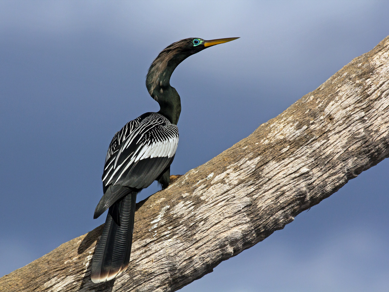 Male Anhinga
