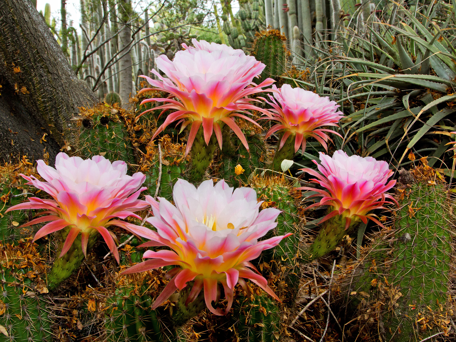 Cactus Scape