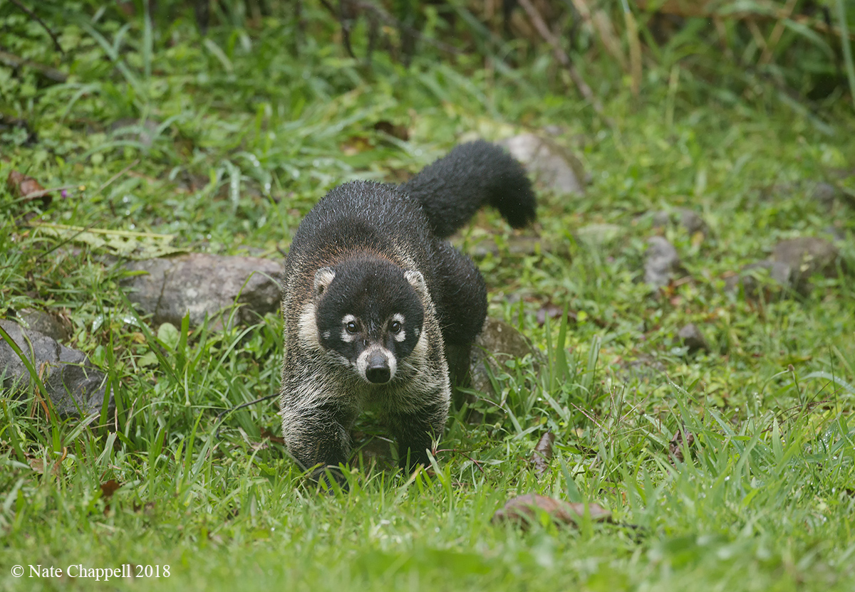 White-nosed Coatimundi