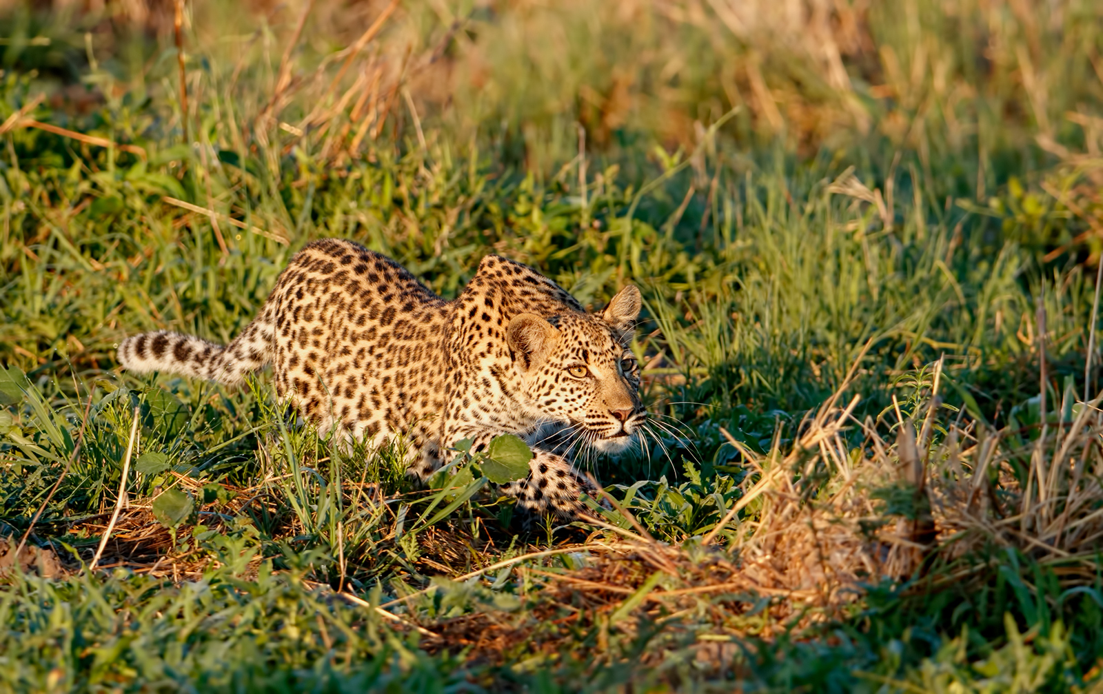 Stalking