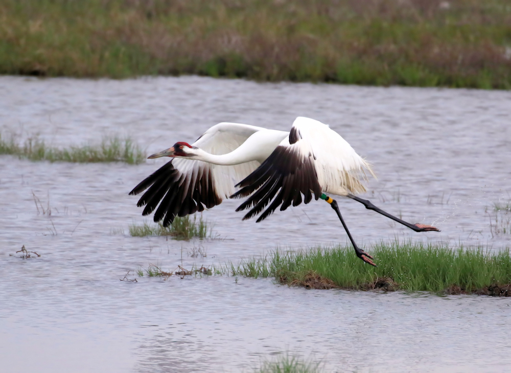 Whooper take off
