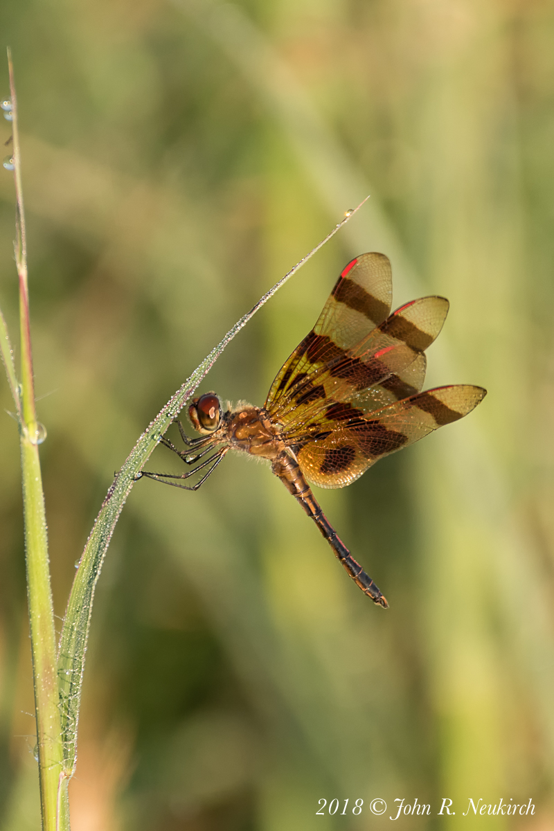 Morning Pennant