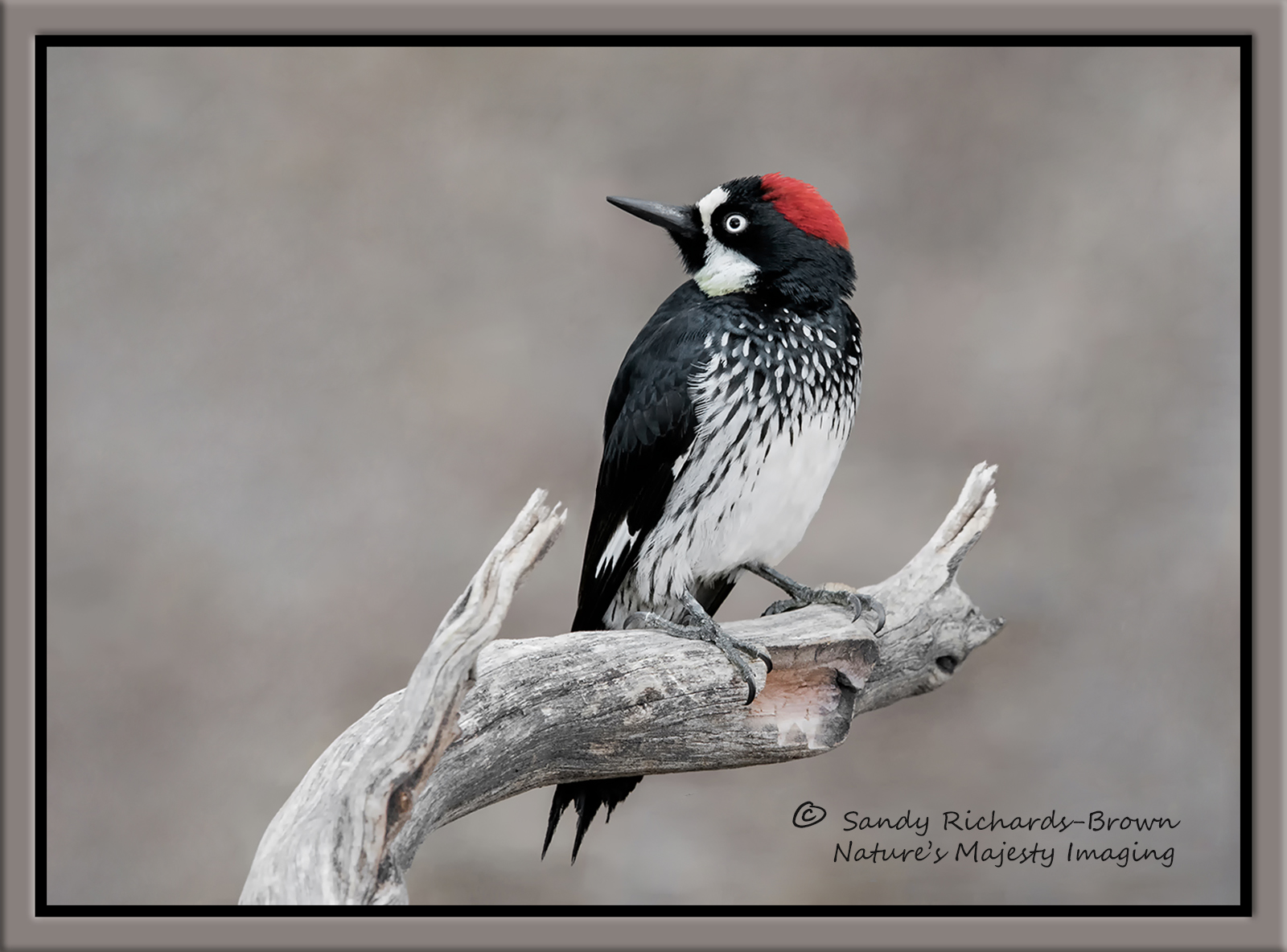 Acorn Woodpecker