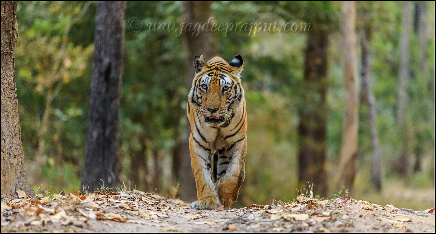 Munna, the Tiger