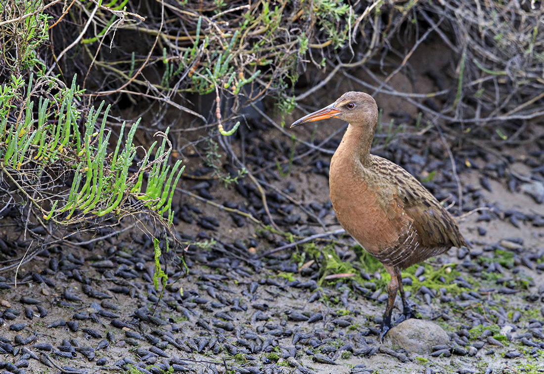 Ridgway's Rail