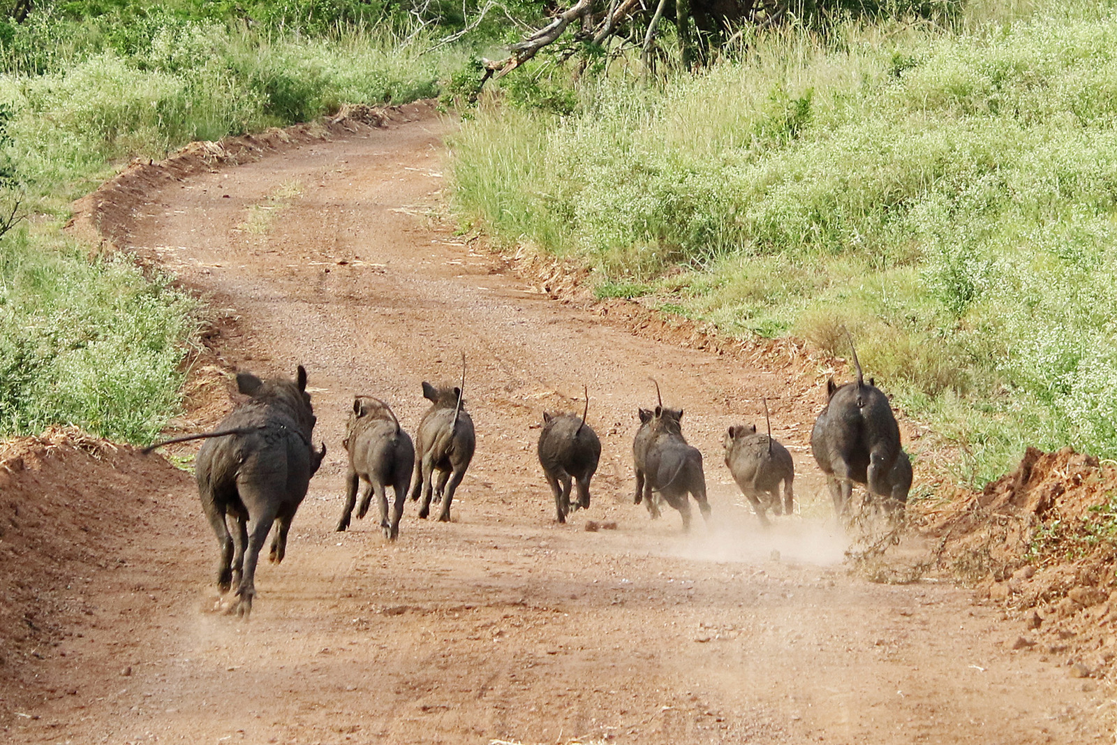 Road Hogs