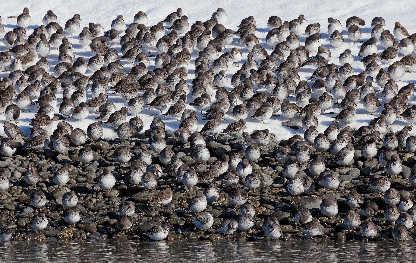 Sandpipers