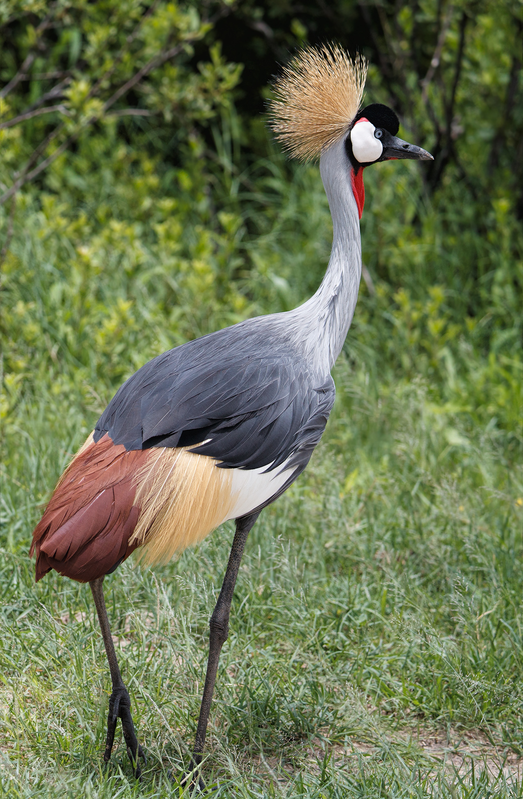 Crowned Crane