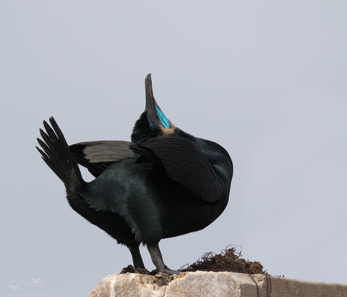 Brandt's Cormorant