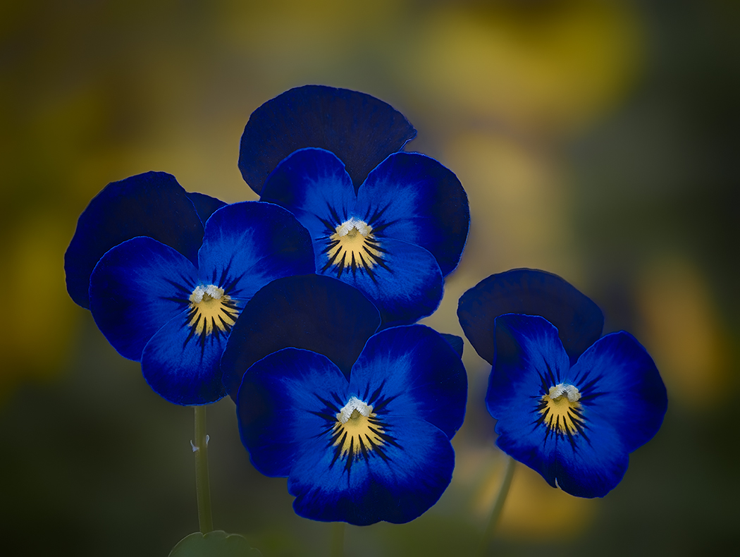 Blue and yellow violets
